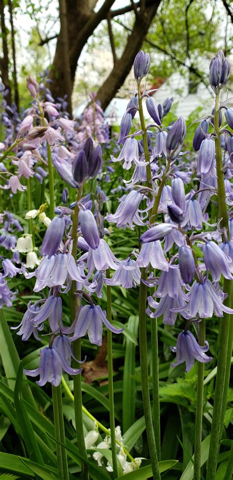 wood hyacinth plants